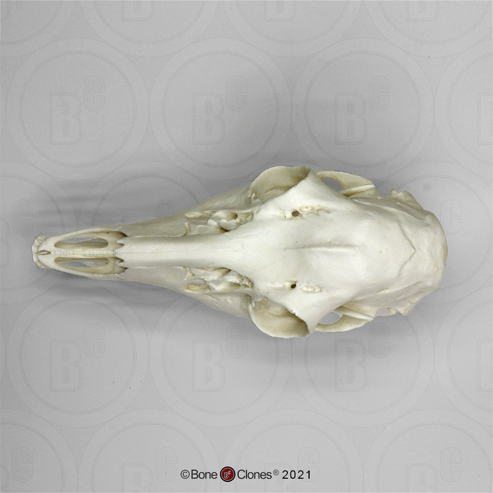 Bone Clones Large Mammal Skulls