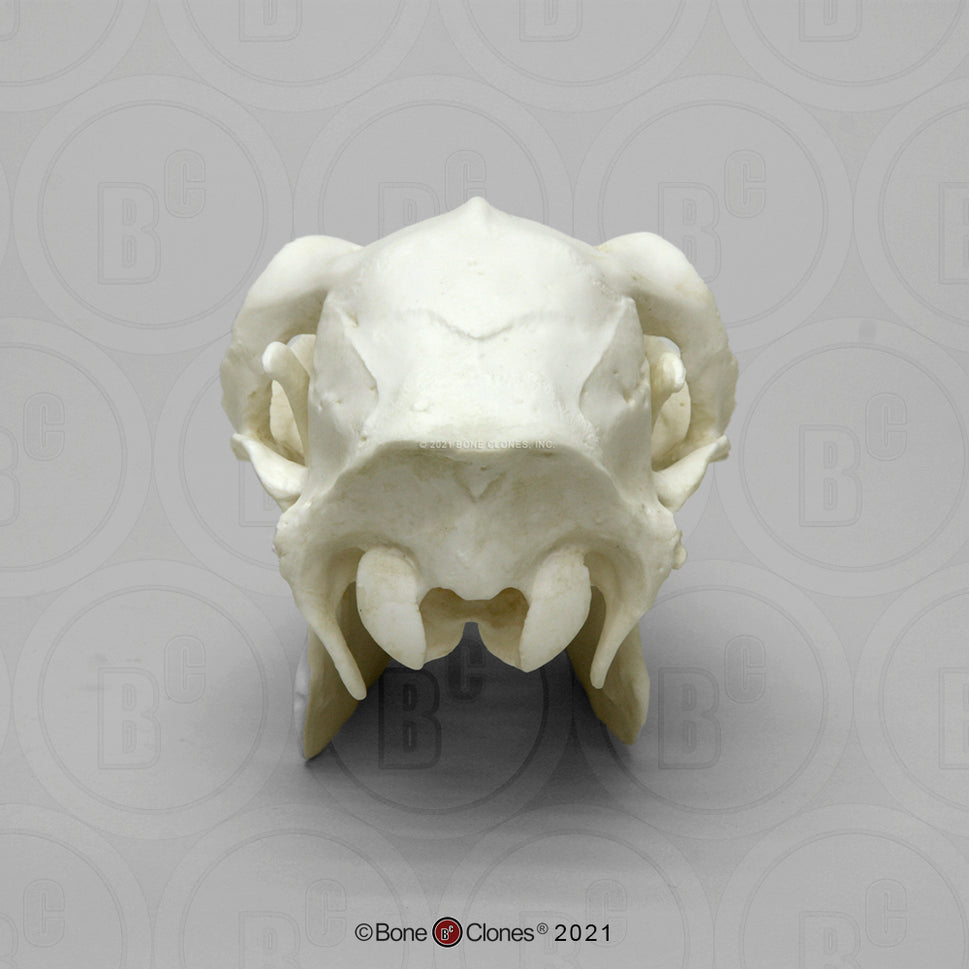 Bone Clones Large Mammal Skulls