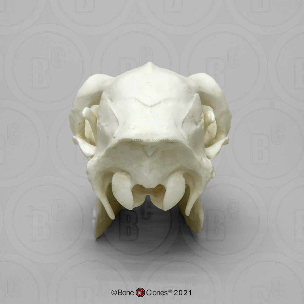 Bone Clones Large Mammal Skulls