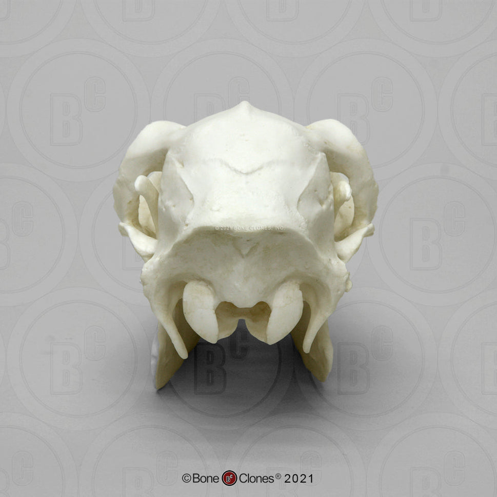 Bone Clones Large Mammal Skulls