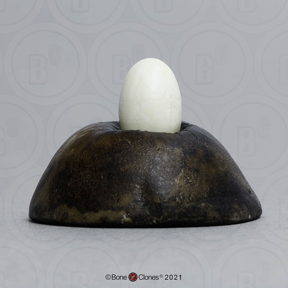 Bone Clones Bird and Platypus Eggs
