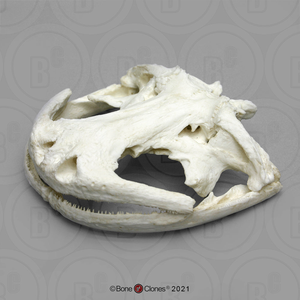 Bone Clones Reptile and Amphibian Skulls