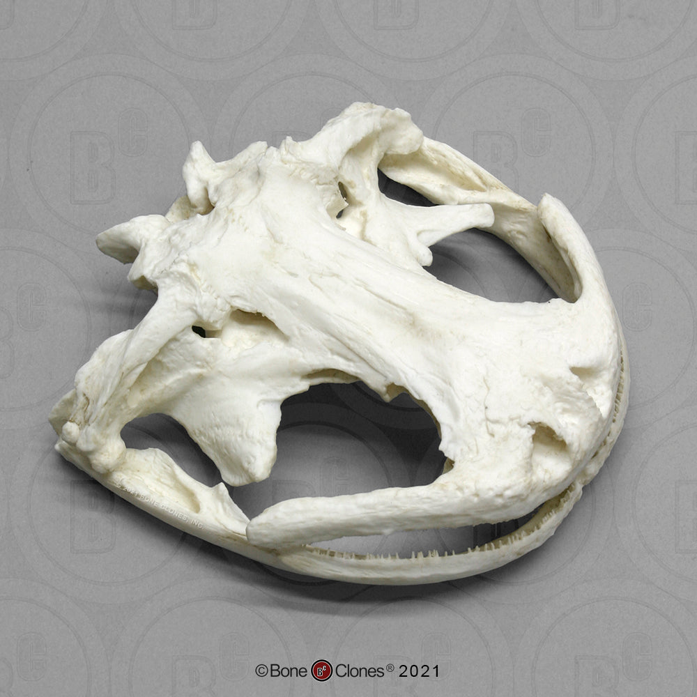 Bone Clones Reptile and Amphibian Skulls