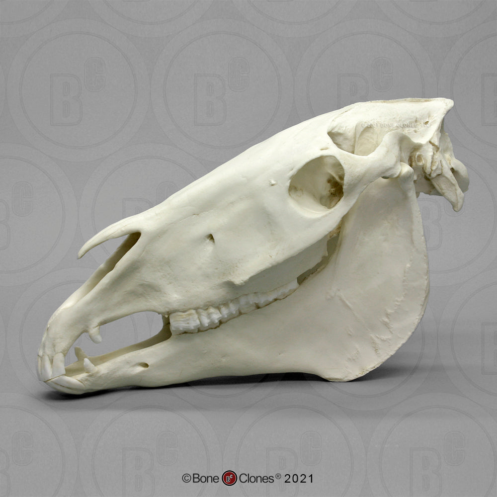 BC-125 Bone Clones Equine Skull left side