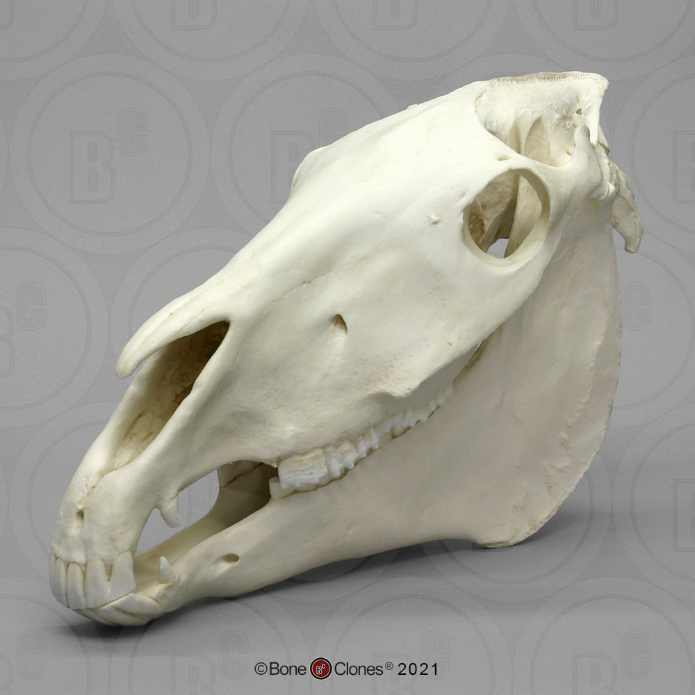 BC-125 Bone Clones Equine Skull front