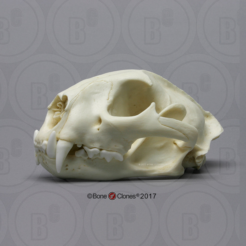 Bone Clones Wild Cat Skulls