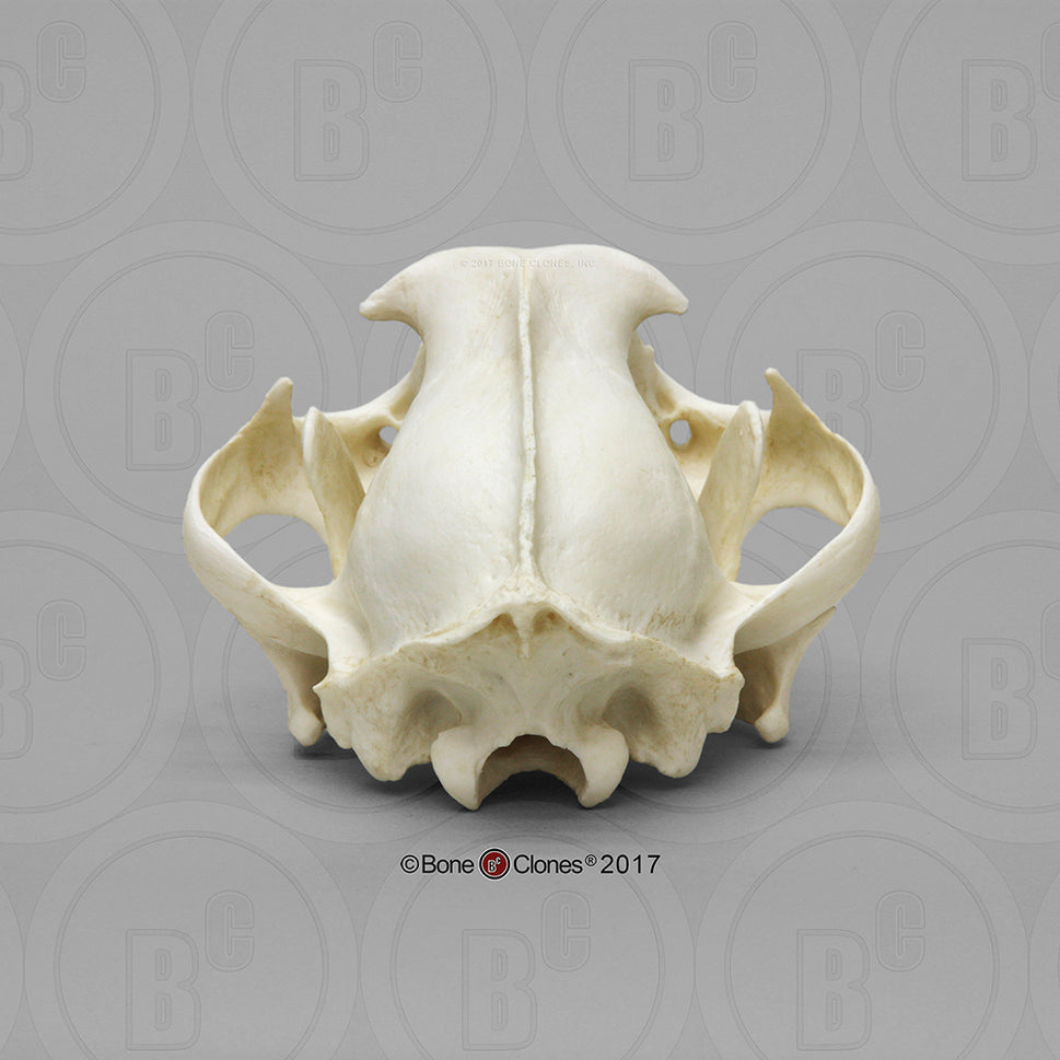 Bone Clones Wild Cat Skulls