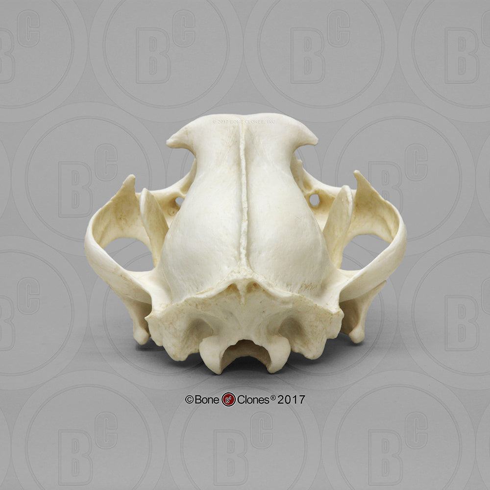 Bone Clones Wild Cat Skulls