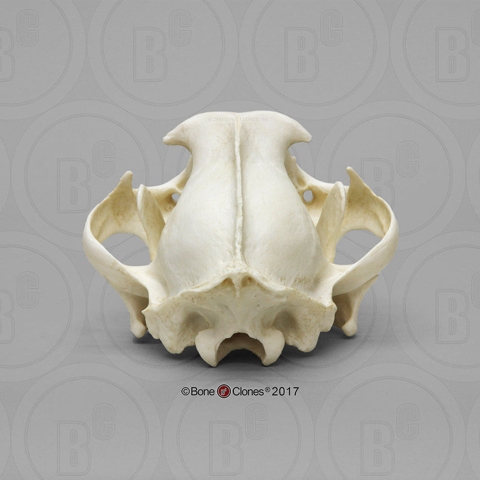 Bone Clones Wild Cat Skulls