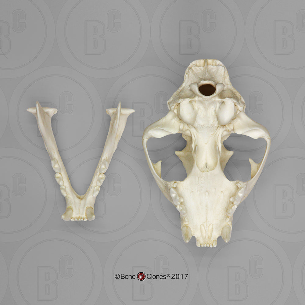 Bone Clones Wild Cat Skulls