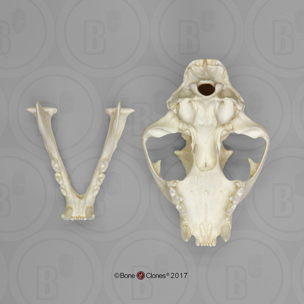 Bone Clones Wild Cat Skulls