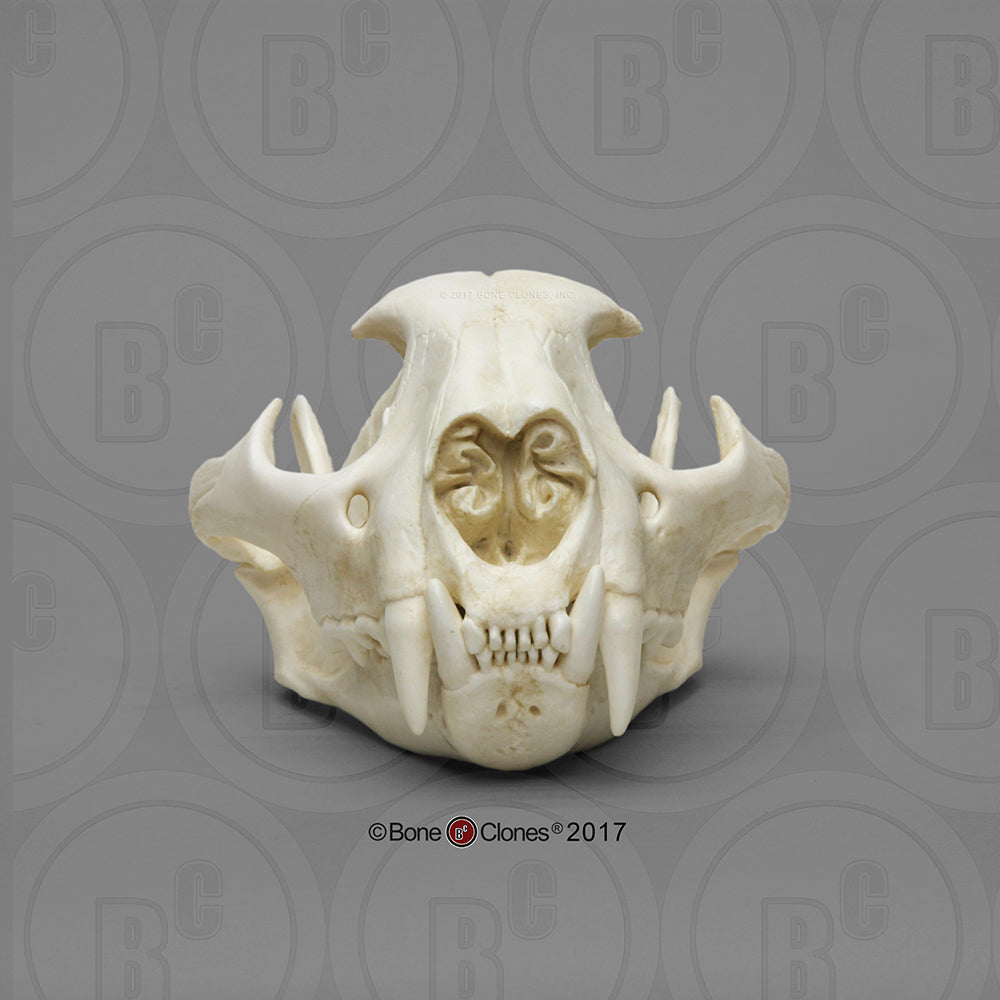 Bone Clones Wild Cat Skulls