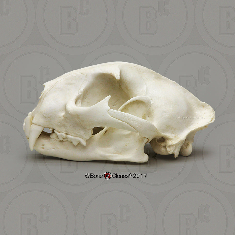 Bone Clones Wild Cat Skulls