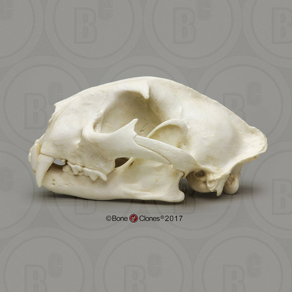 Bone Clones Wild Cat Skulls