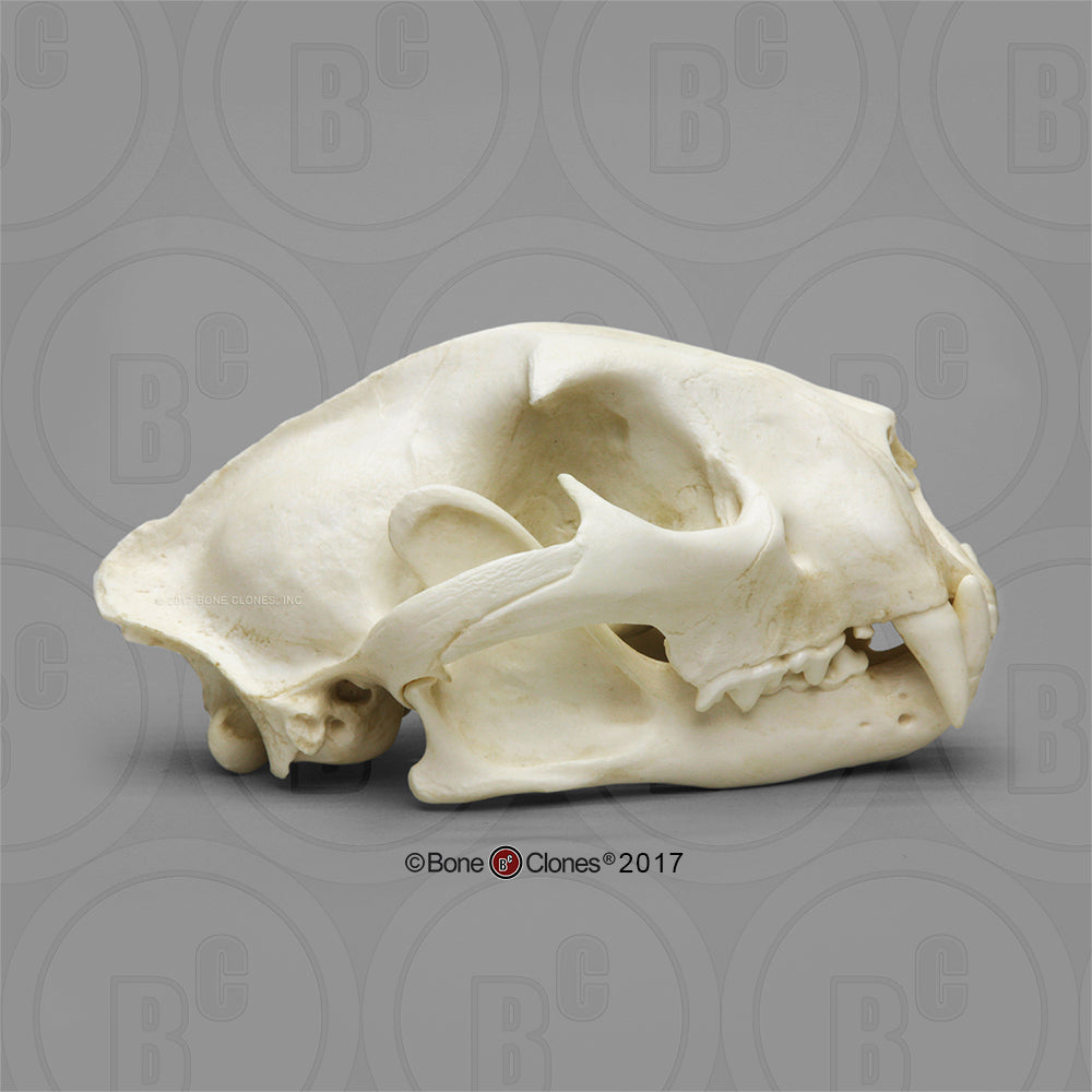 Bone Clones Wild Cat Skulls