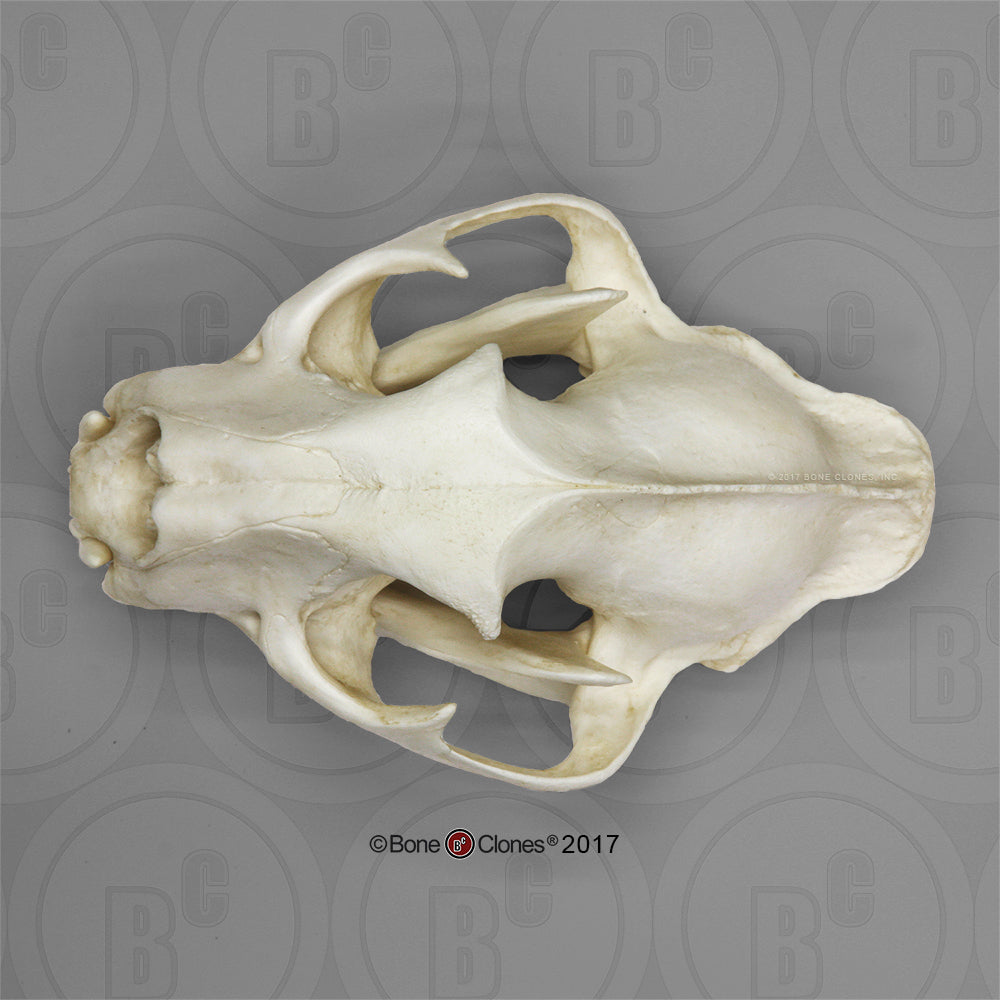 Bone Clones Wild Cat Skulls