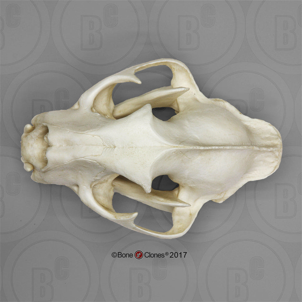 Bone Clones Wild Cat Skulls
