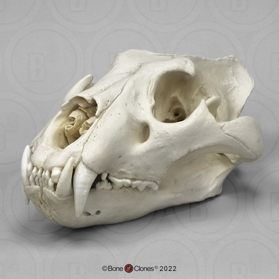 Bone Clones Wild Cat Skulls