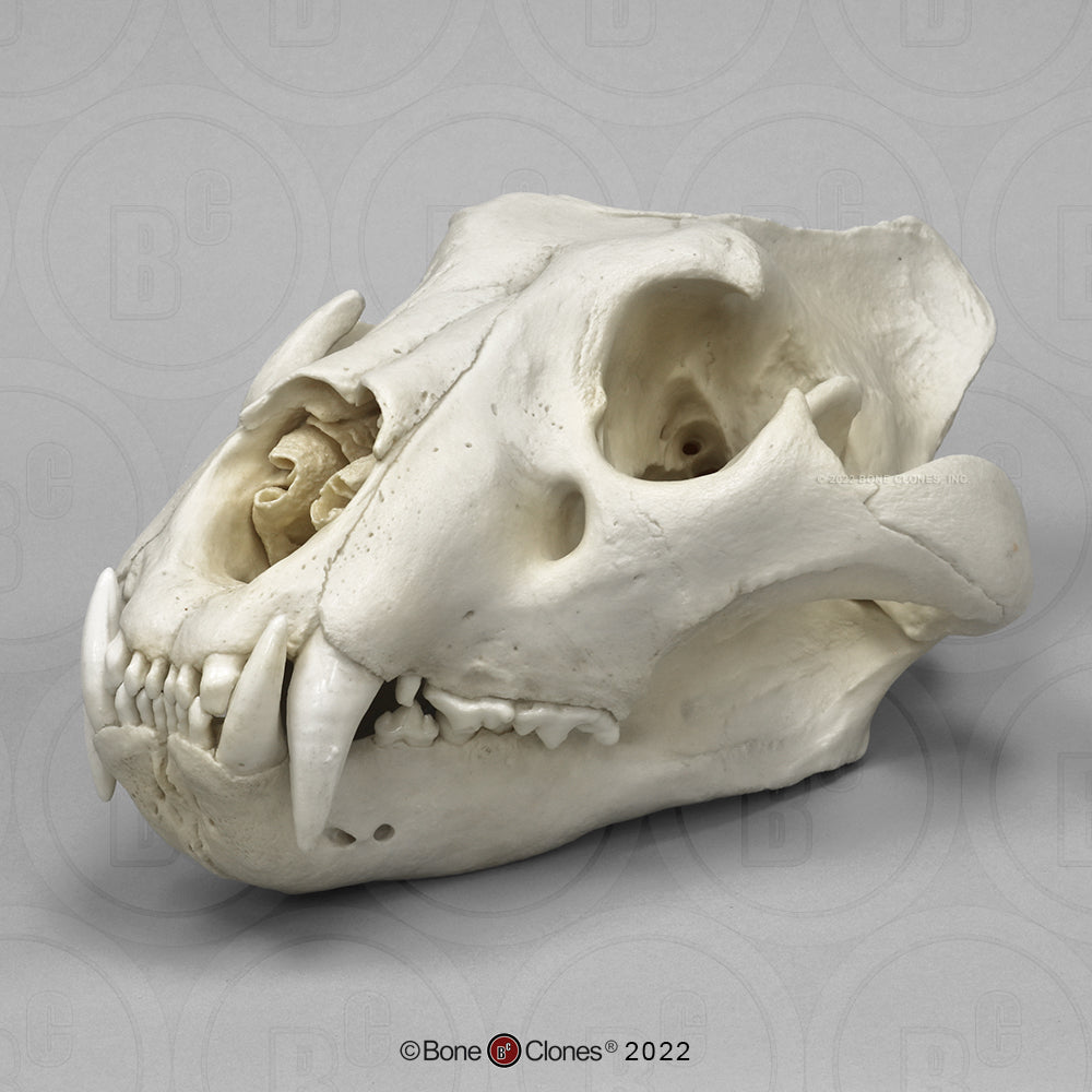Bone Clones Wild Cat Skulls