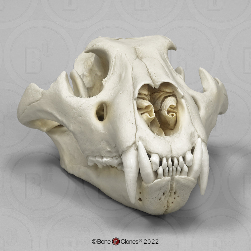 Bone Clones Wild Cat Skulls