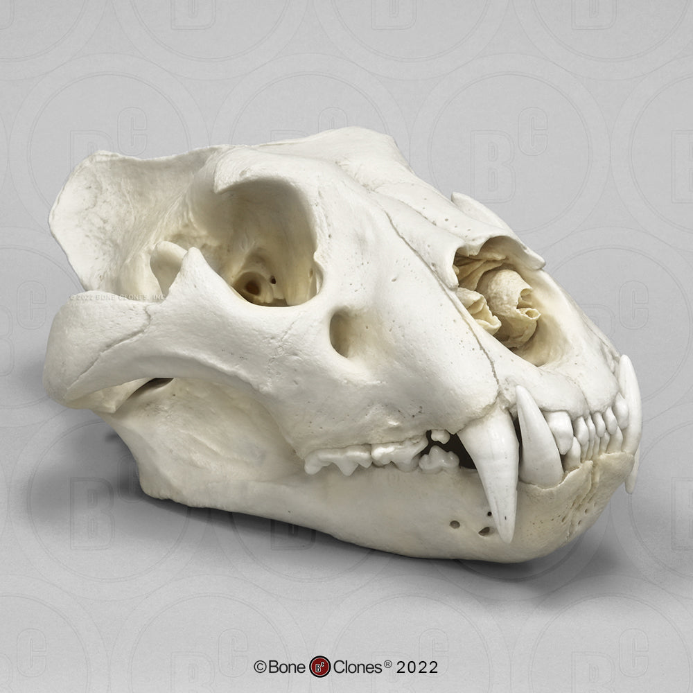 Bone Clones Wild Cat Skulls
