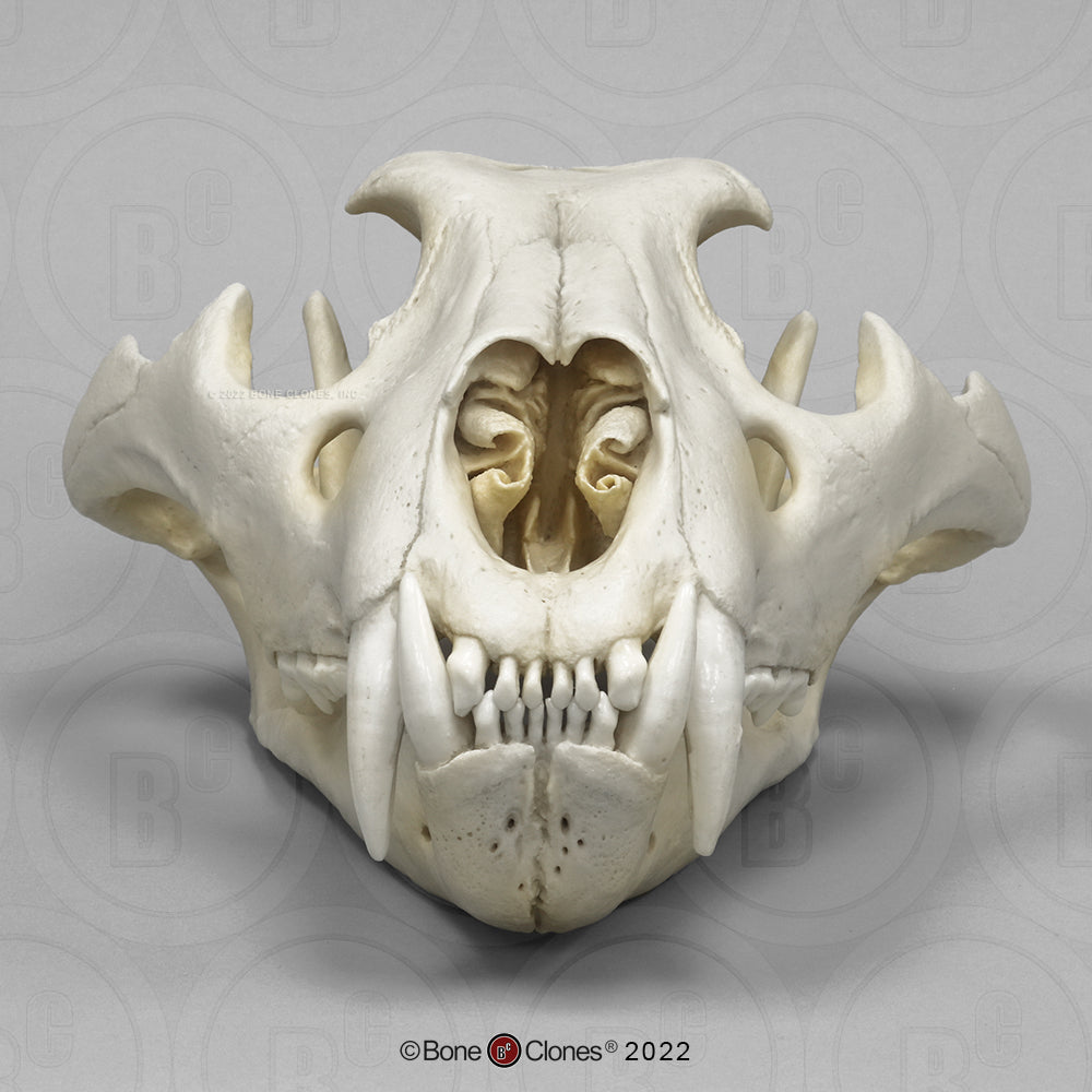 Bone Clones Wild Cat Skulls