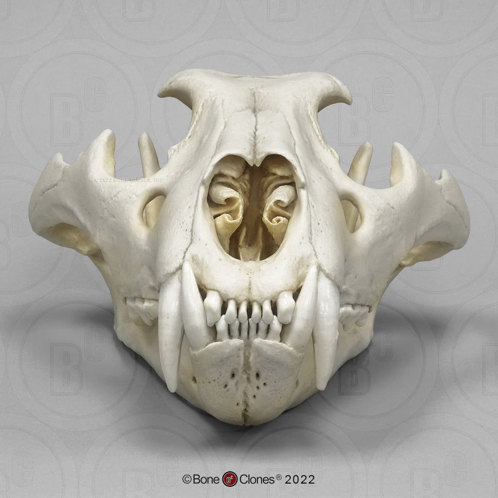 Bone Clones Wild Cat Skulls
