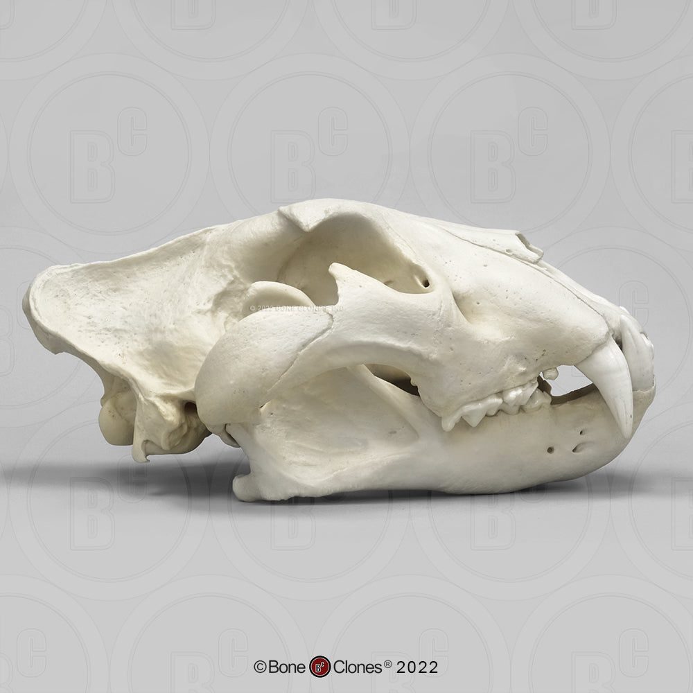 Bone Clones Wild Cat Skulls