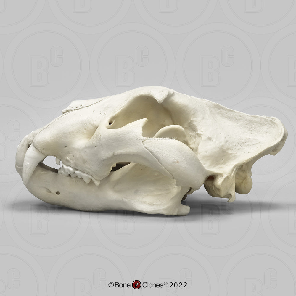 Bone Clones Wild Cat Skulls