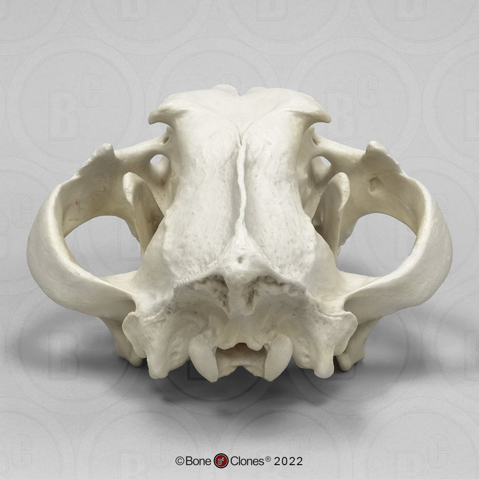 Bone Clones Wild Cat Skulls