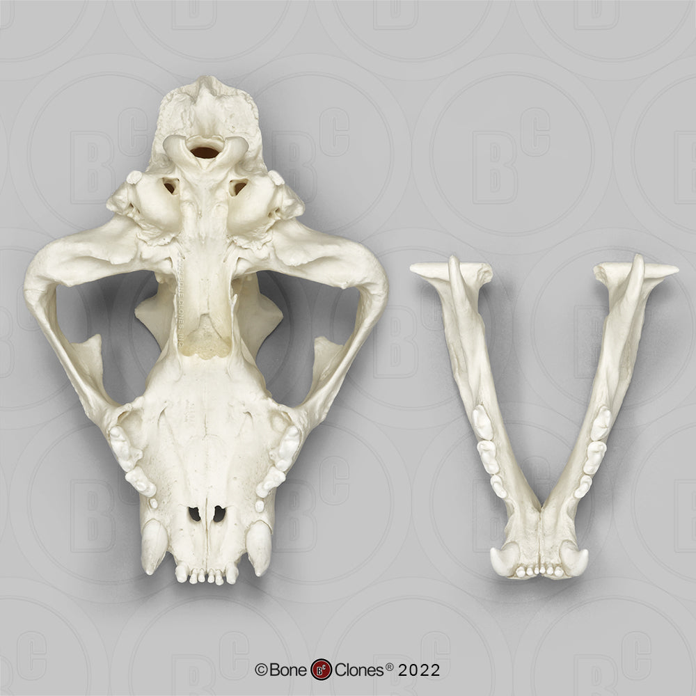 Bone Clones Wild Cat Skulls