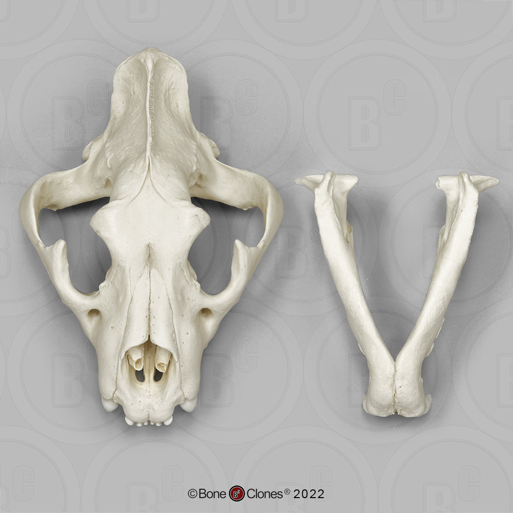 Bone Clones Wild Cat Skulls