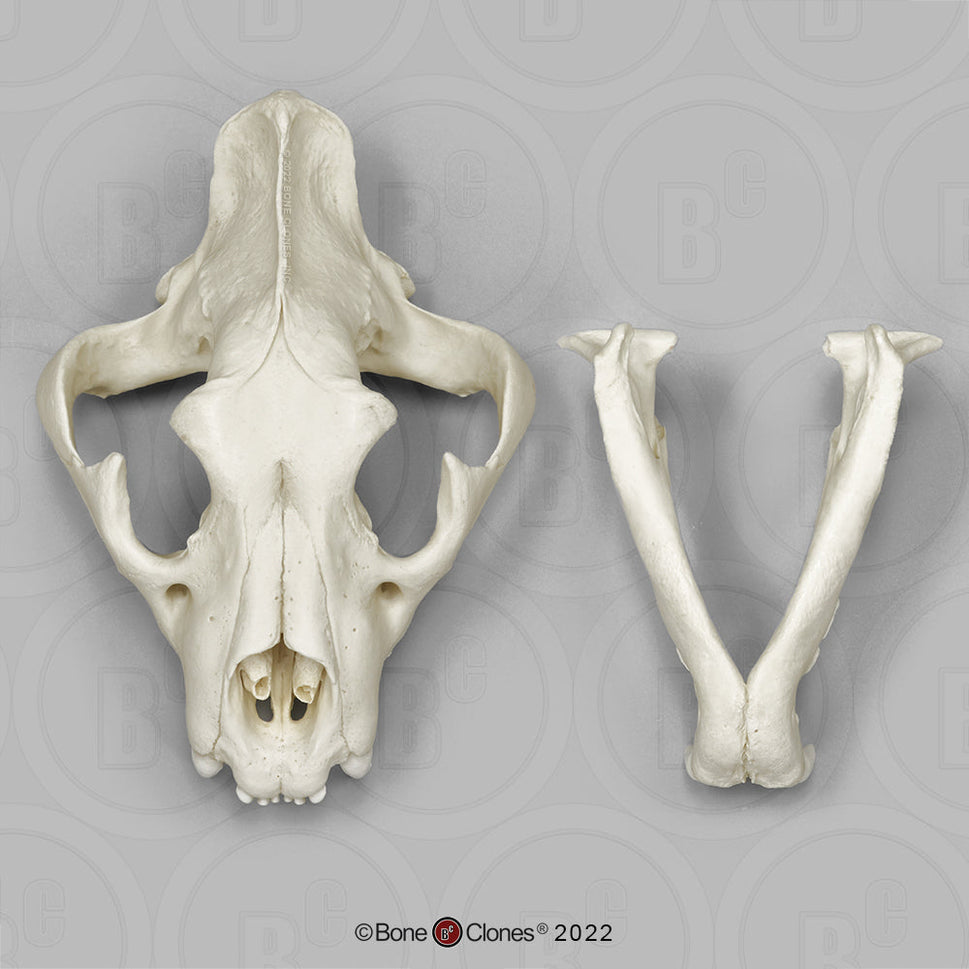Bone Clones Wild Cat Skulls