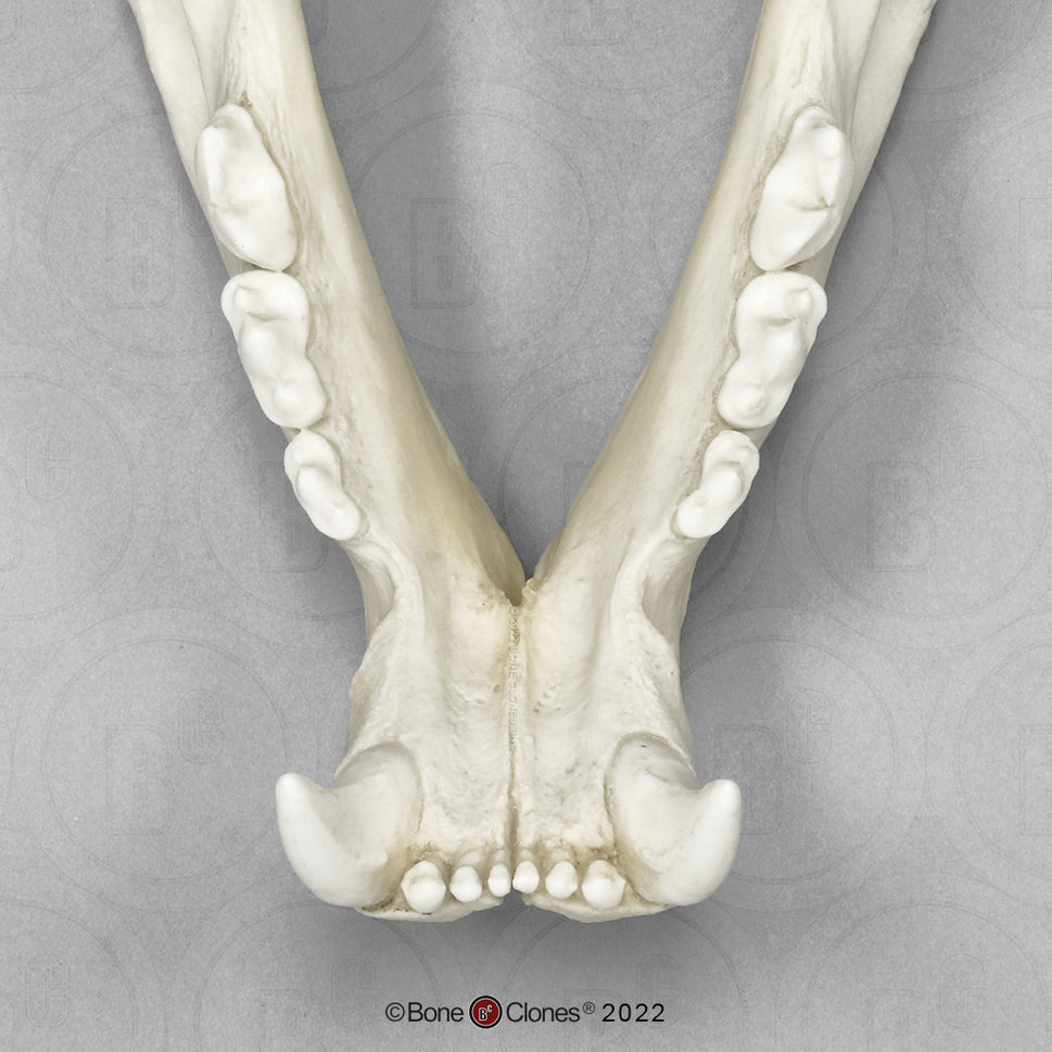 Bone Clones Wild Cat Skulls