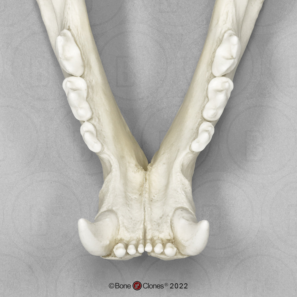 Bone Clones Wild Cat Skulls
