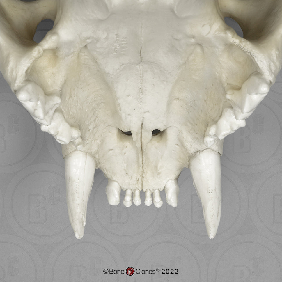 Bone Clones Wild Cat Skulls