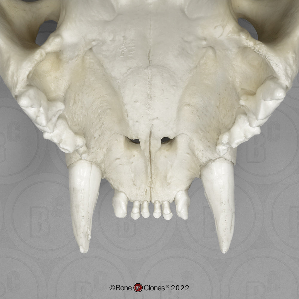 Bone Clones Wild Cat Skulls