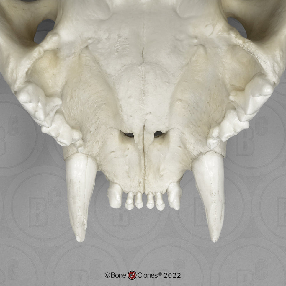 Bone Clones Wild Cat Skulls