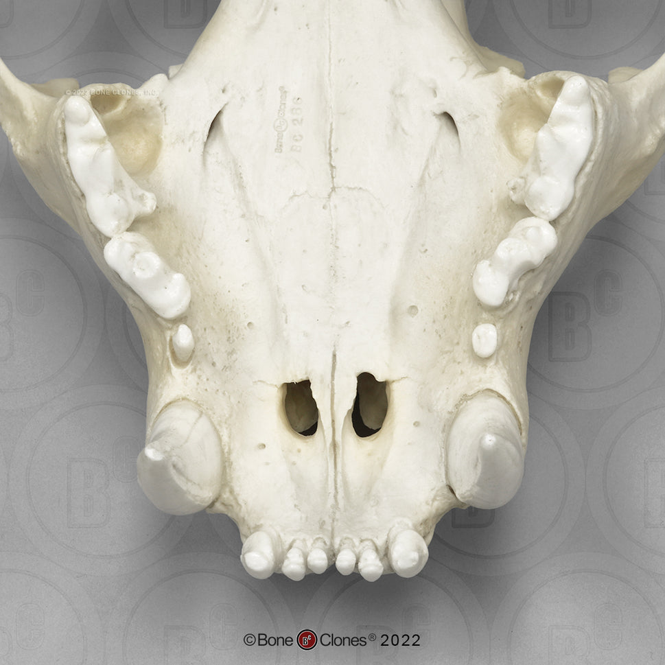 Bone Clones Wild Cat Skulls