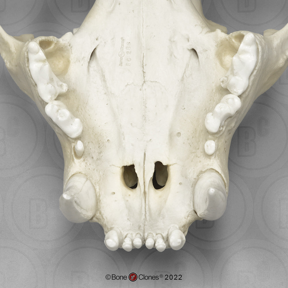 Bone Clones Wild Cat Skulls
