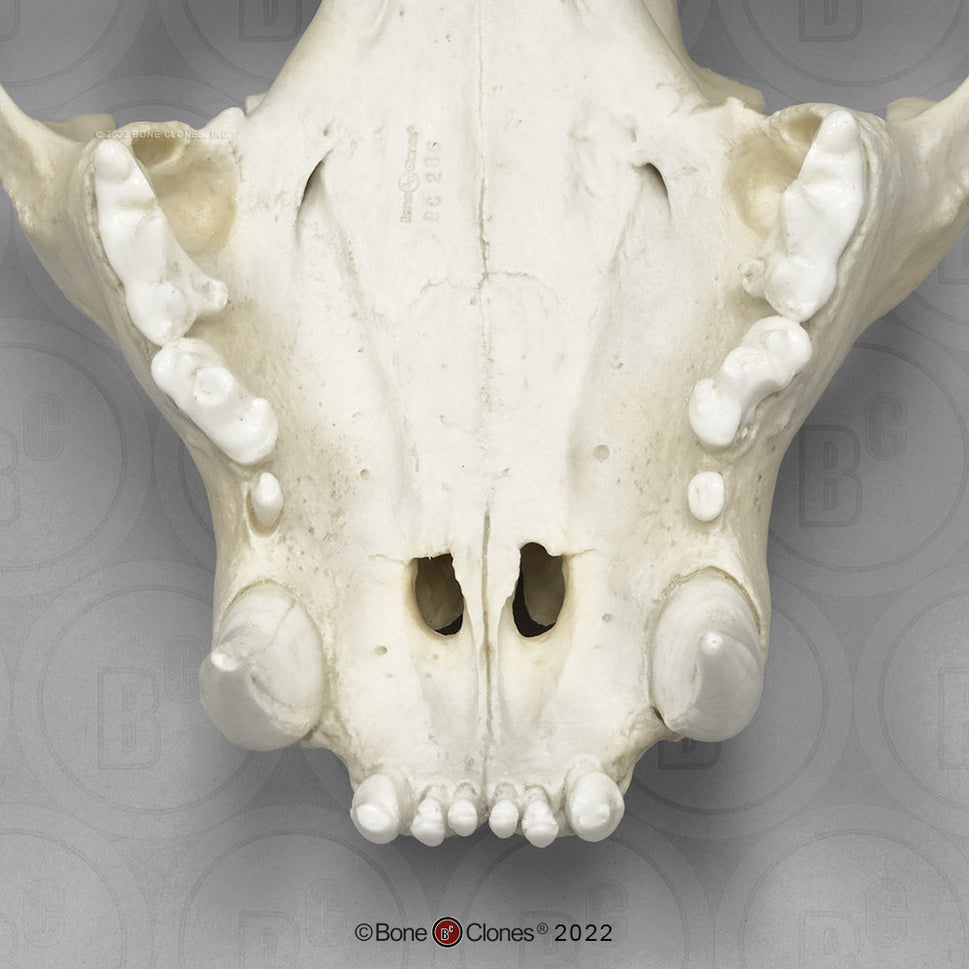Bone Clones Wild Cat Skulls