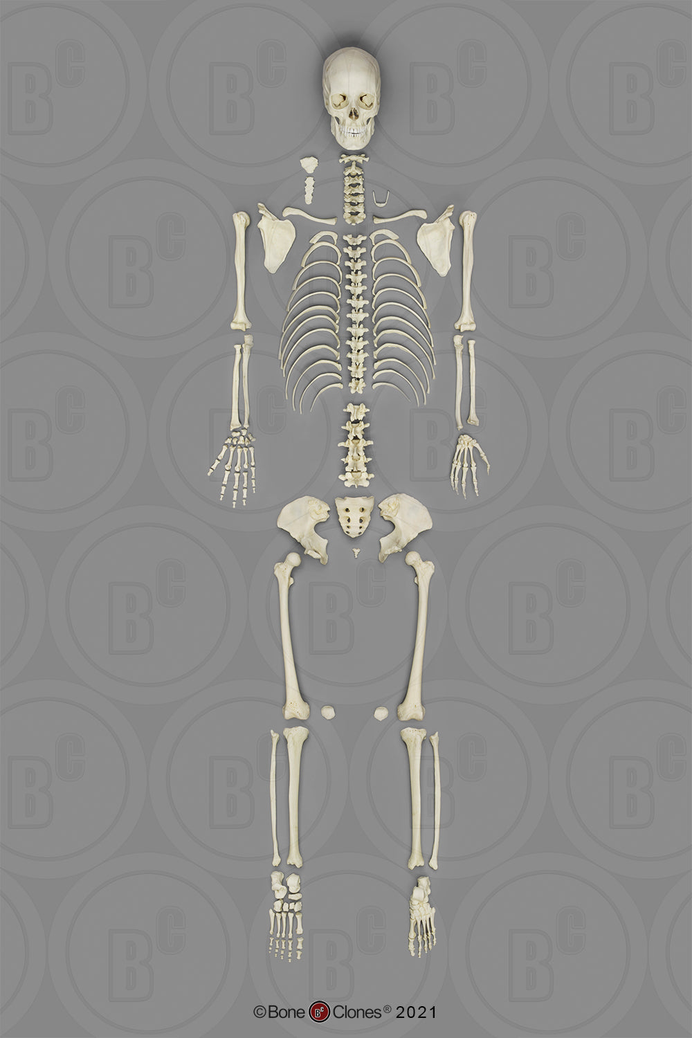 Bone Clones European Human Skeletons