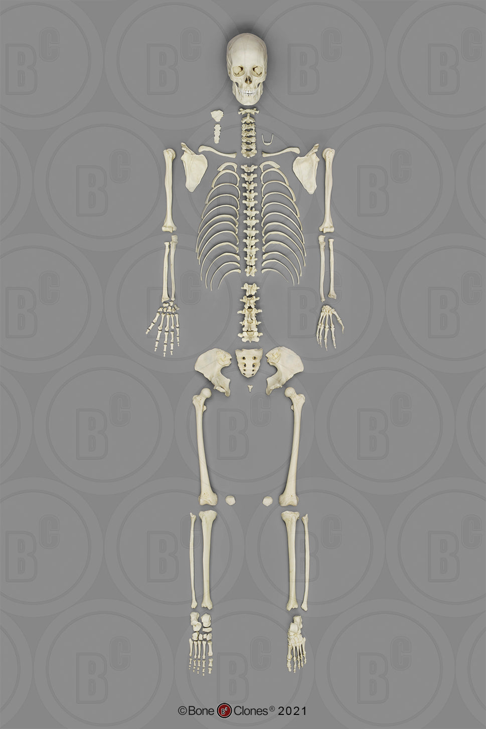 Bone Clones European Human Skeletons