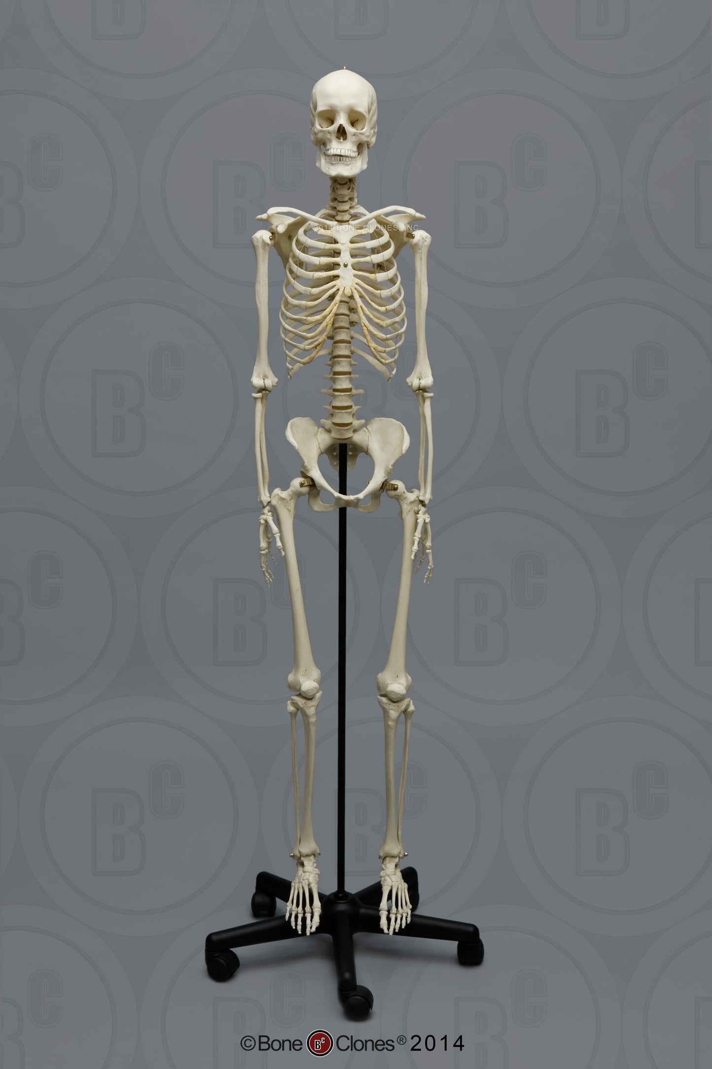 SCM-191-A Human Female European Skeleton Articulated