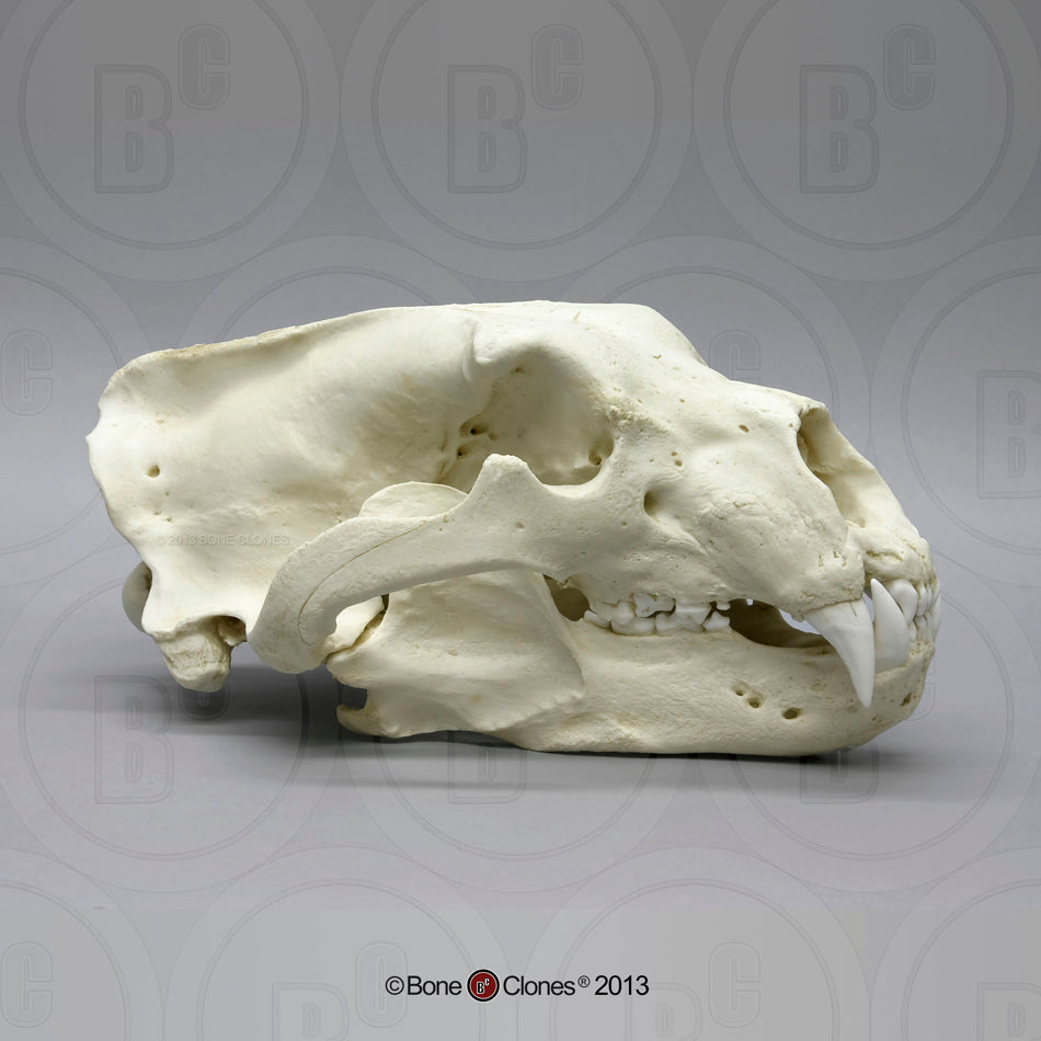 Bone Clones Large Mammal Skulls
