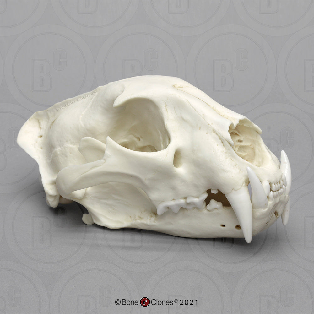 Bone Clones Wild Cat Skulls
