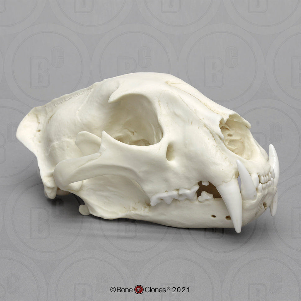 Bone Clones Wild Cat Skulls