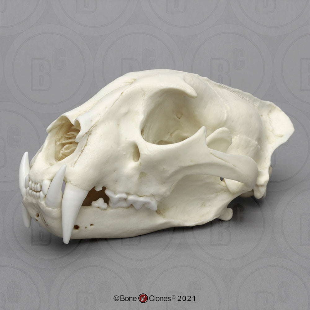Bone Clones Wild Cat Skulls