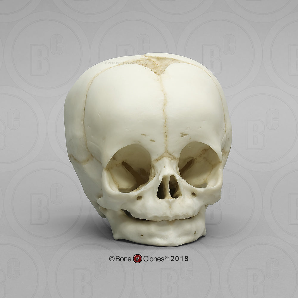 Child Skull Models