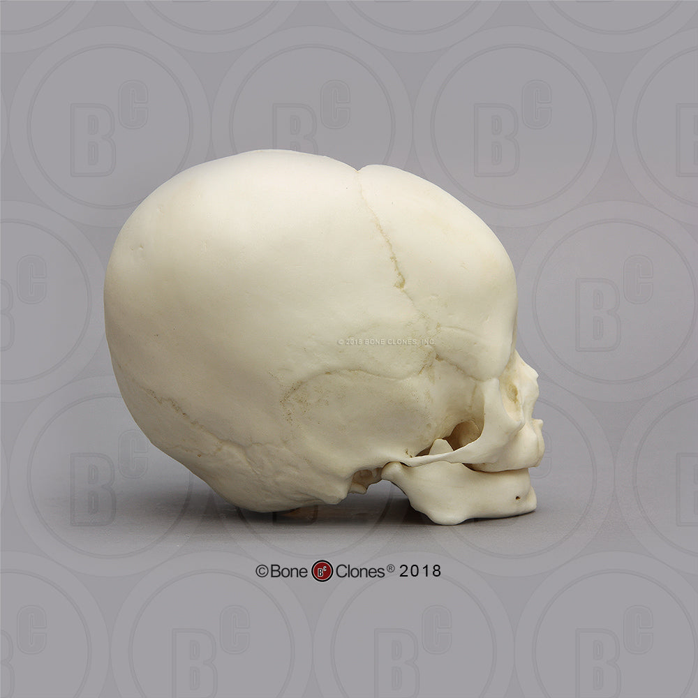 Child Skull Models